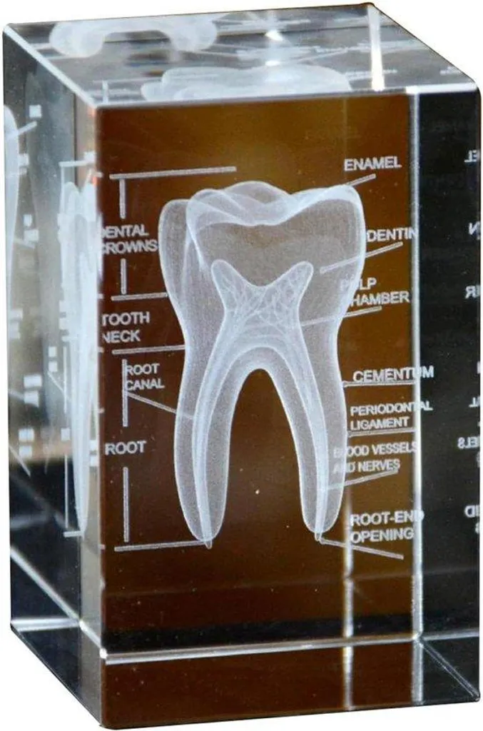 Set de figurines éducatives anatomie 3D pour apprentissage de la santé