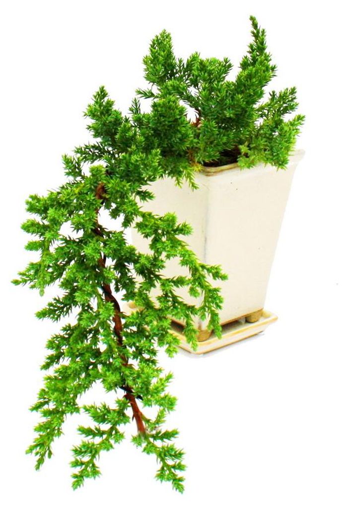 Bonsai – Juniperus – borievka – kaskáda – 10 × 10 cm Obrázok produktu 