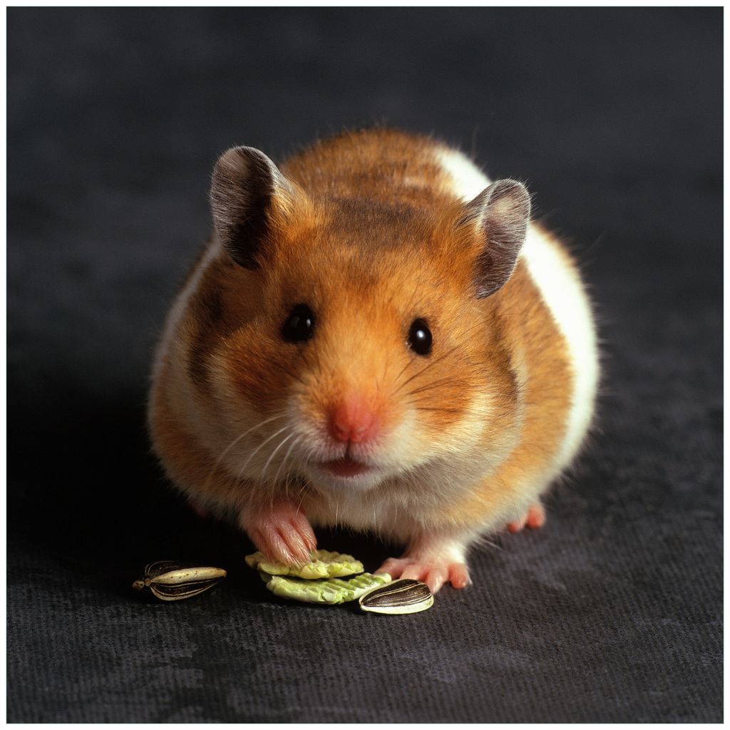 Wallario Möbeldesign - Glasplatte, Schutzplatte mit Motiv - geeignet für Ikea Lack Tisch, Größe: 55 x 55 cm, Motiv: Putziger Hamster mit Nüss...