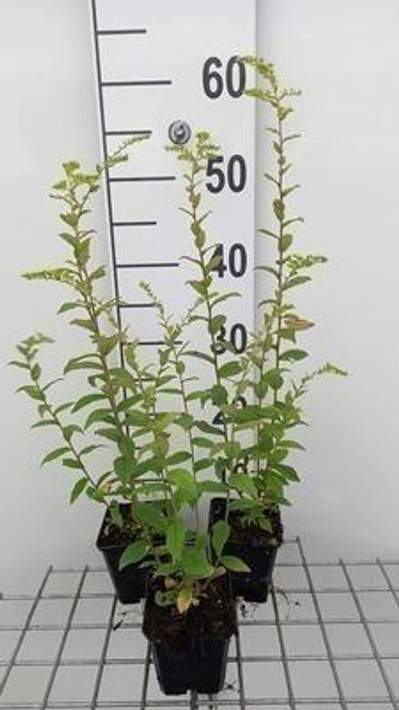 6 x Solidago rugosa - Goldrute - Topf 9 x 9 cm