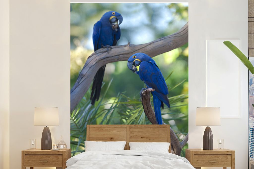 MuchoWow Fototapete für Wohnzimmer oder Schlafzimmer Wandtapete Vinyl Motivtapete Zwei Hyazinth-Aras sitzen auf einem Ast und essen Palmnüsse -...