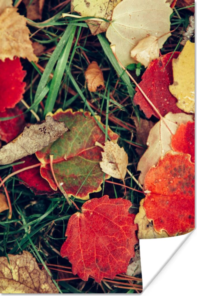 MuchoWow Poster Blätter - November - Herbst - Natur 40x60 cm - Plakate für die Wand - Poster Babyzimmer