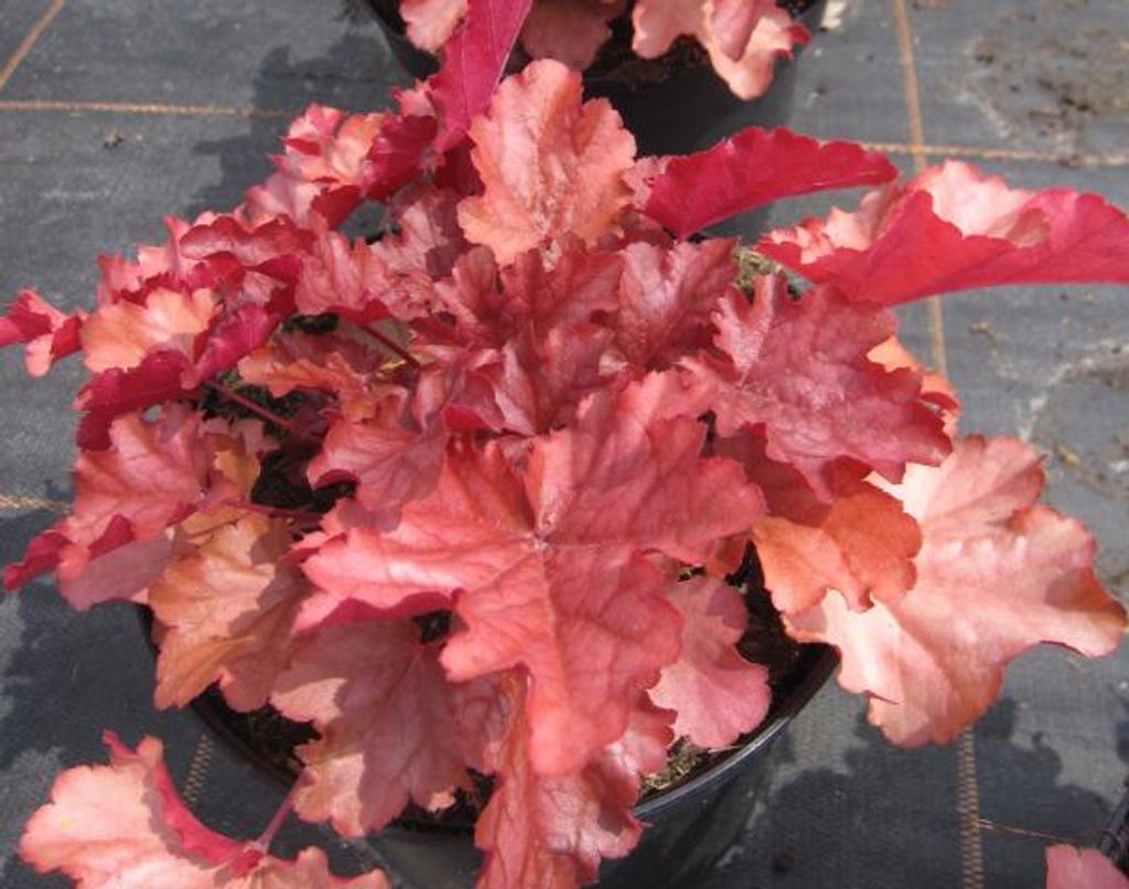 Purpurglöckchen Hybride Toncka Frostet Bronze - Heuchera Toncka Frostet Bronze
