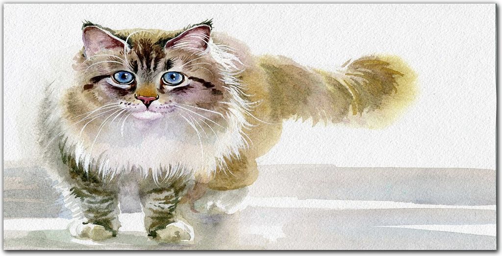 Coloray Bild aus Acryl 140 cm x 70 cm - Wohnzimmer Bild auf Acrylglas Wanddekoration Gehärtetes Acryl Dekoration Küche - Haustier Katze