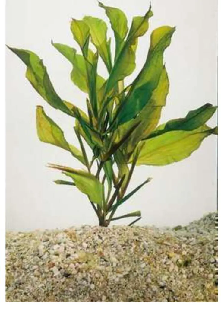 Plante Oxygénante Potamogeton lucens - Lot de 6 pour Bassin et Étang