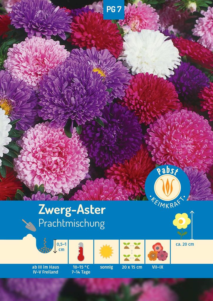 Zwerg - Aster Prachtmischung | Asternsamen von Carl Pabst Produktbild 