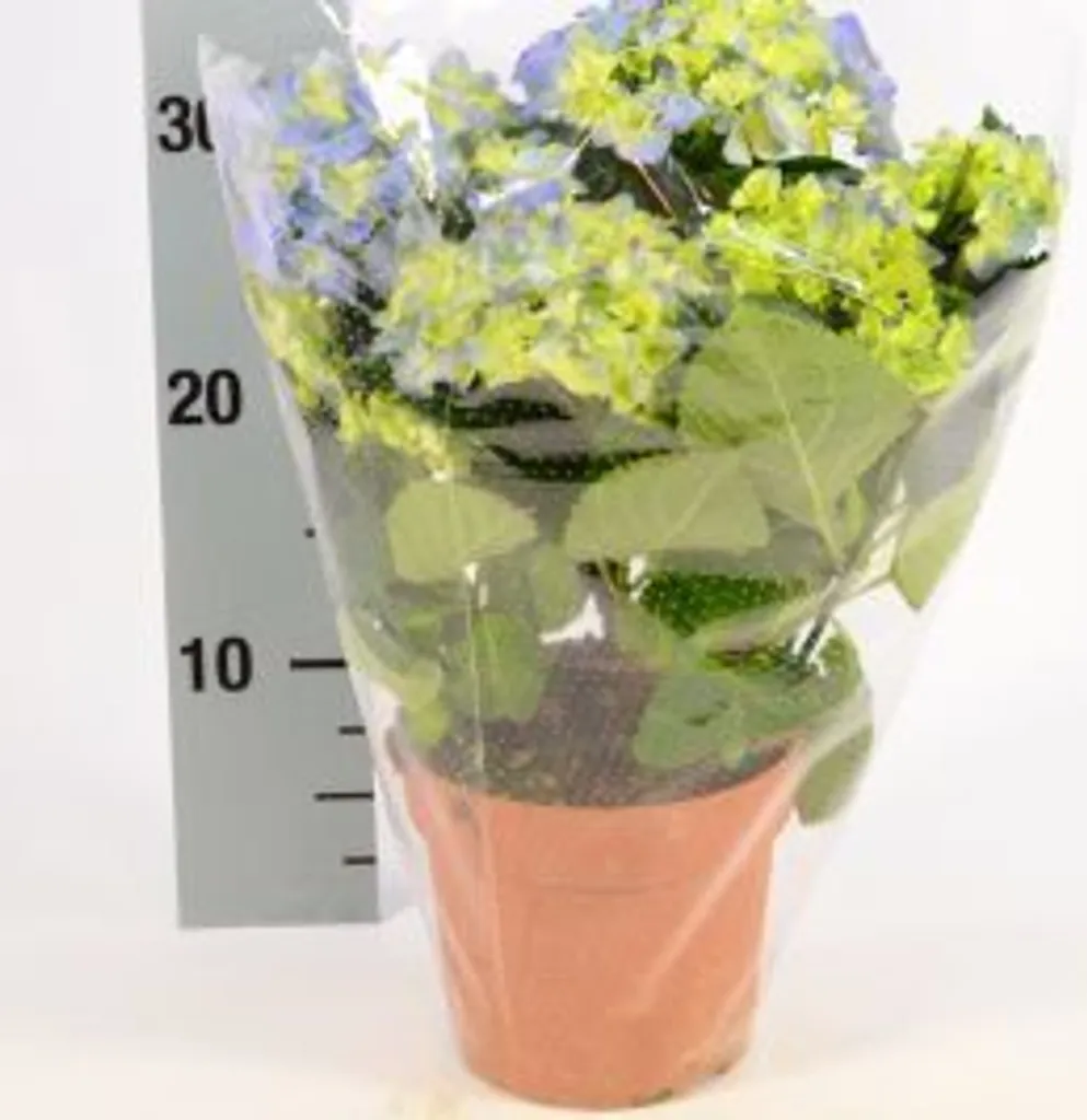 Hortensia bleu Hydrangea 25-30 cm - Idéal pour sols de bruyère