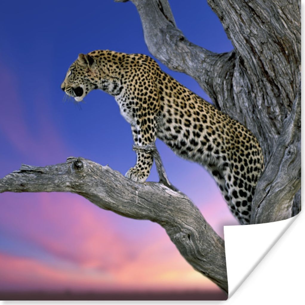 MuchoWow Poster Leopard - Baum - Zweig 100x100 cm - Babyzimmer
