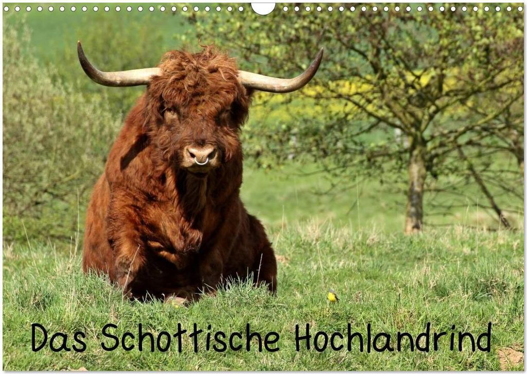 Das Schottische Hochlandrind (Wandkalender 2026 DIN A3 quer), CALVENDO Monatskalender
