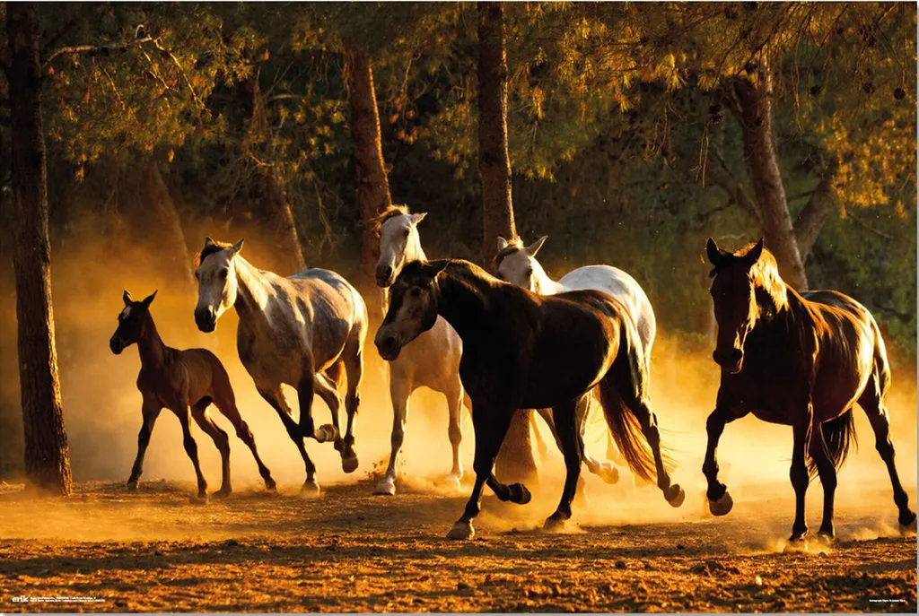 Décoration Murale Cheval pour Salon : Poster Andalou et Cadre en Bois