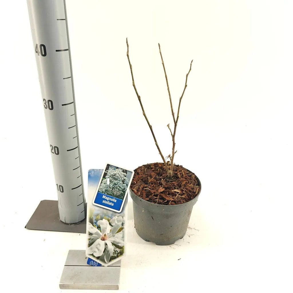 Magnolia stellata - Magnolia étoilé blanc 40-50 cm en pot pour jardin