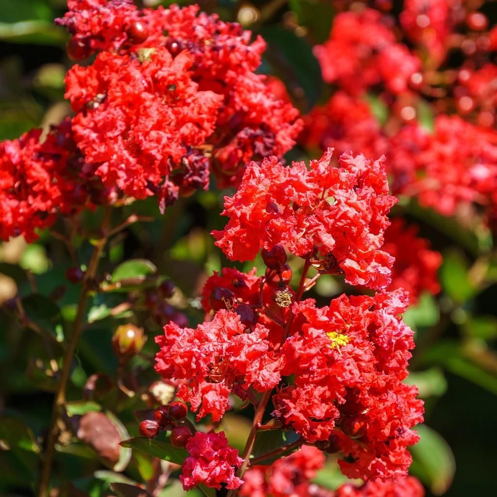 Lagerstroemia indica „Rubra“, indický orgován, 2-litrový Obrázok produktu 