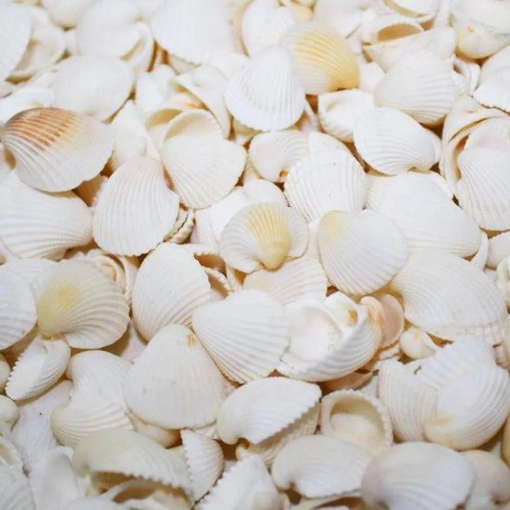Allecto Coquillages Naturels Blancs 400g pour Décoration et Vases