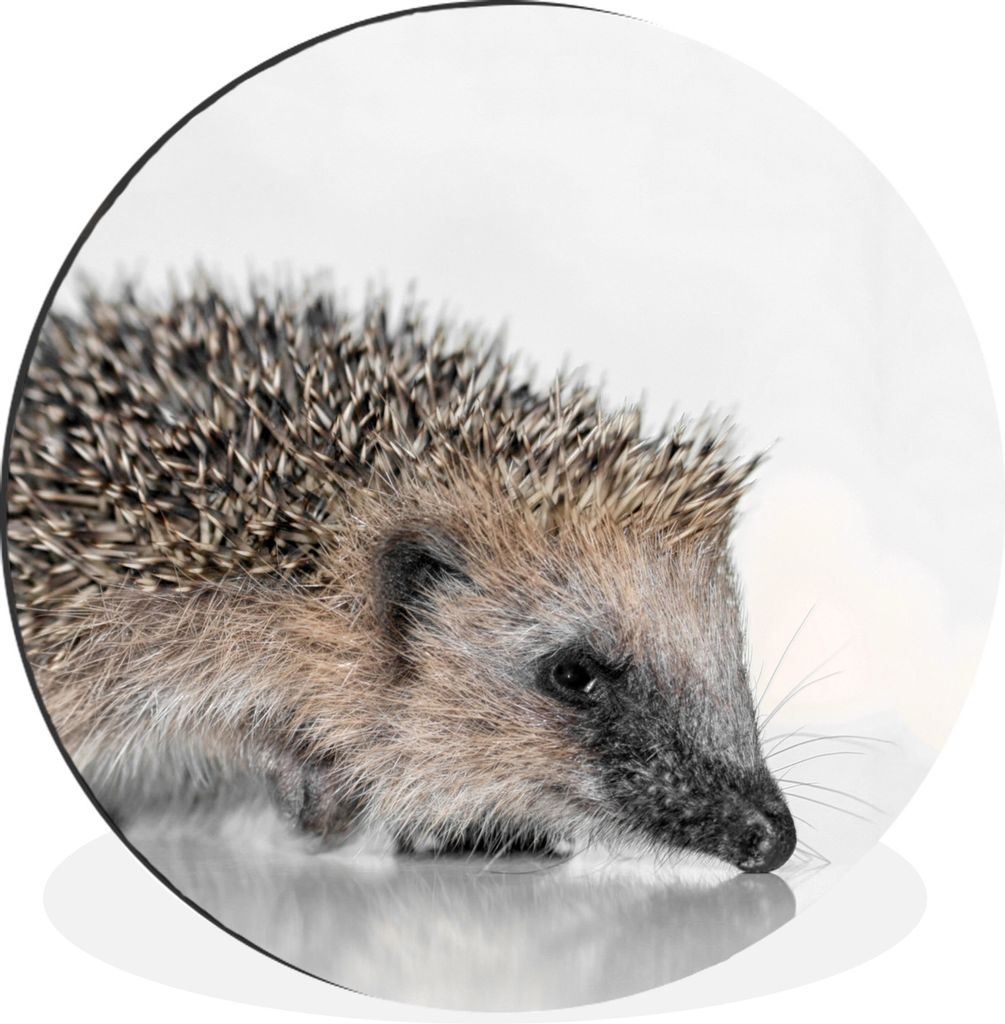 MuchoWow Aluminium Wandkreis Igel - Weiß - Braun Ø 30 cm Wanddeko Modern Wohnzimmer - Wand Bild - Wohnzimmer - Runde Bilder - Alubilder - Kunst...
