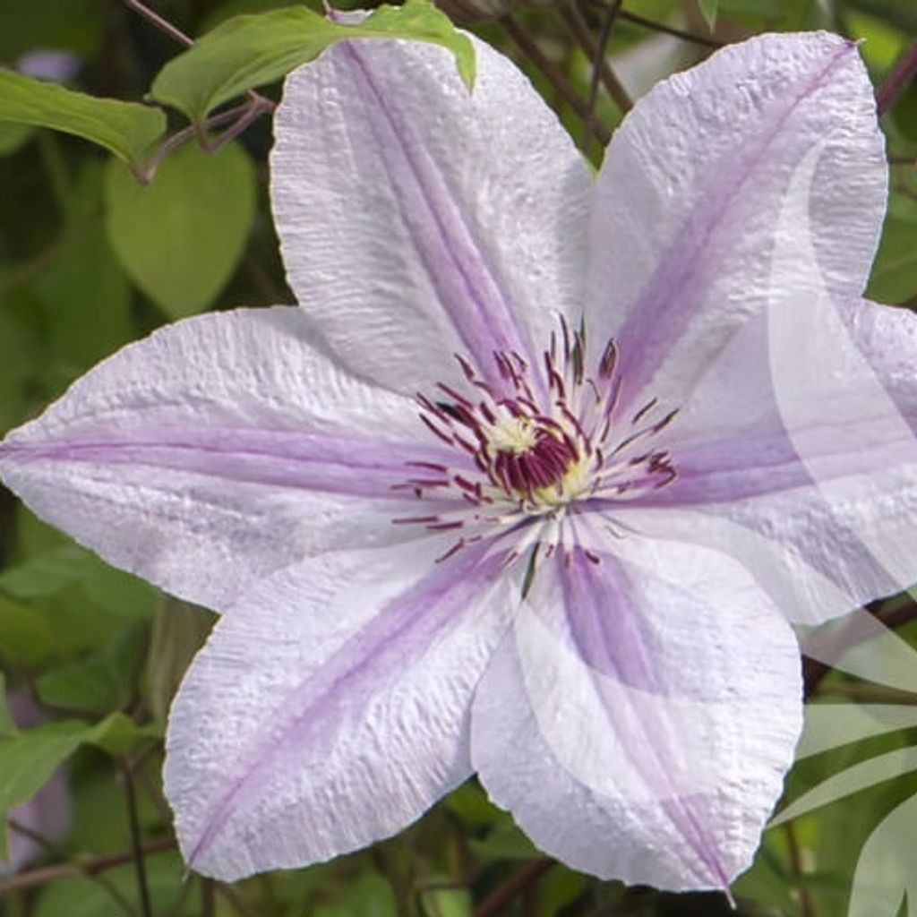 Clematis John Paul II - Jan Pawell II (powojniki) | große, zarte Blüten über dunkelgrünem Laub - Winterhart | 1,5 liter Töpfe