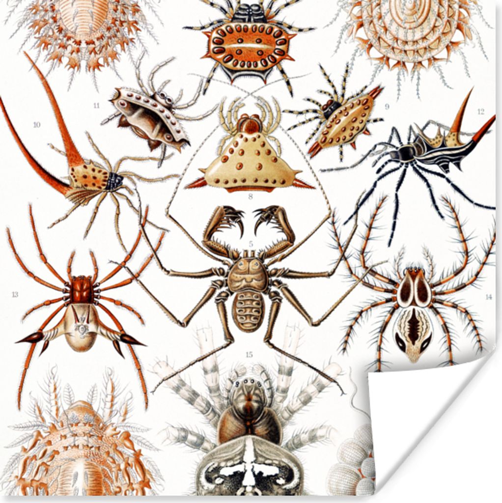 MuchoWow Poster Retro - Spinne - Ernst Haeckel - Spinnen 30x30 cm - Wandposter - Printing
