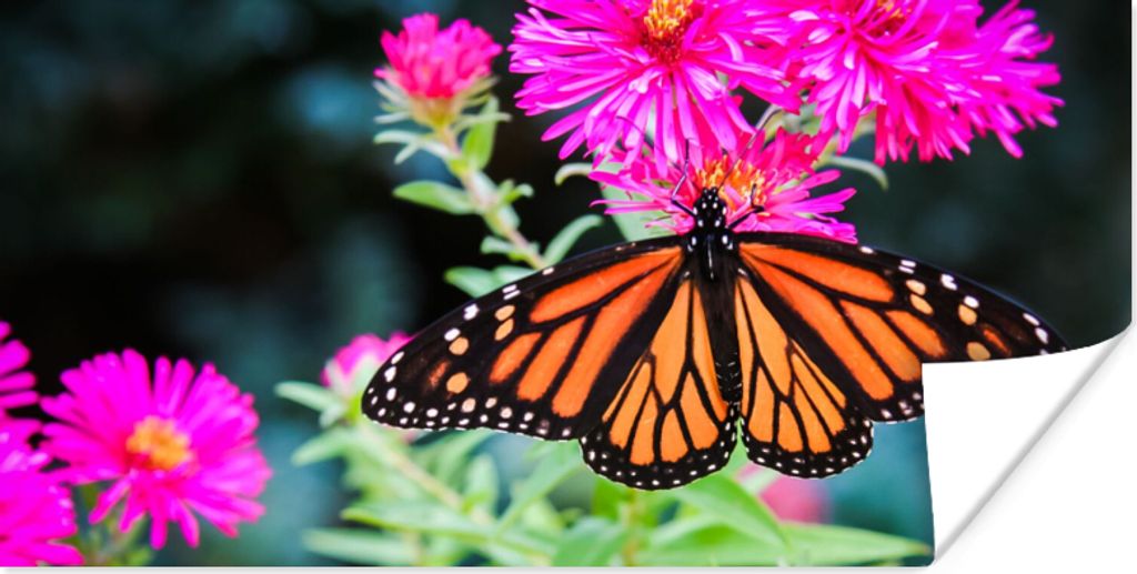 MuchoWow Poster Schmetterling - Botanisch - Blume 160x80 cm - Foto Poster