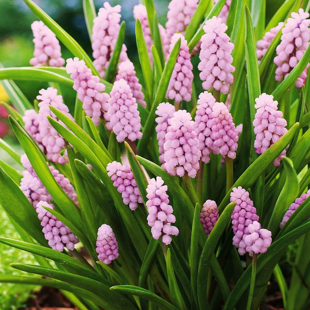 Bulbi di fiori di Muscari Bulbi di fiori di giacinto d'uva Immagine del prodotto 