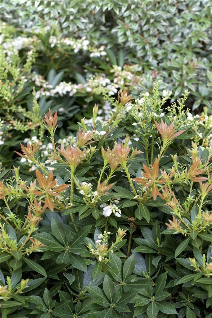 Pieris japonica 'Prelude', Japanische Lavendelheide, 30–40 cm