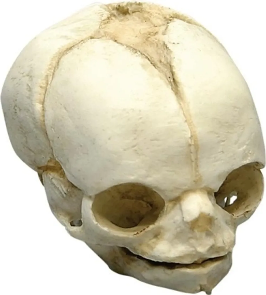 Crâne du fœtus 21 ½ semaines - Modèle anatomique de crâne fœtal précis