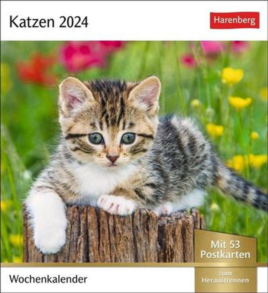 Katzen Postkartenkalender 2024. Jede Woche ein süßes Kätzchen im Postkarten-Fotokalender. Tischkalender für Katzenfans, mit 53 Postkarten zum S...