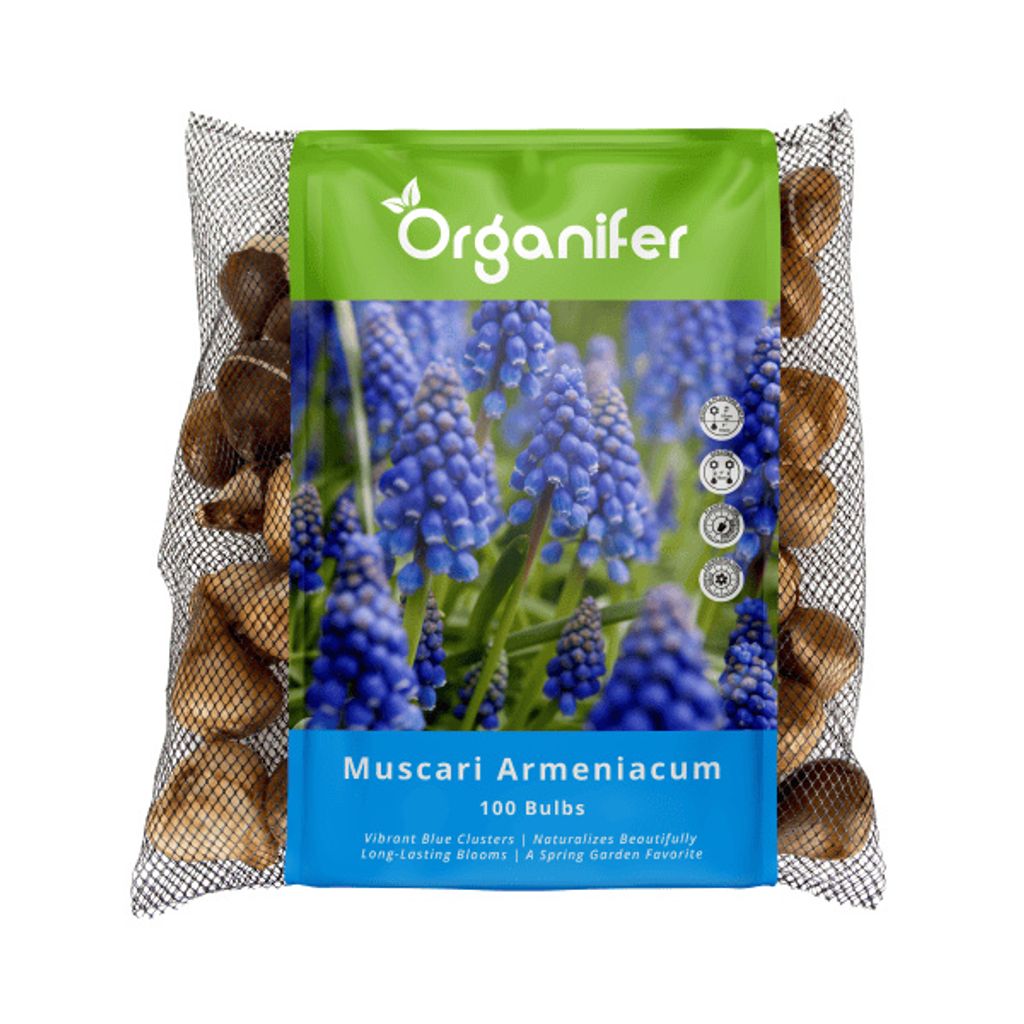100 cibuliek Muscari Armeniacum (XXL veľkosť cibule 9/10 Obrázok produktu 