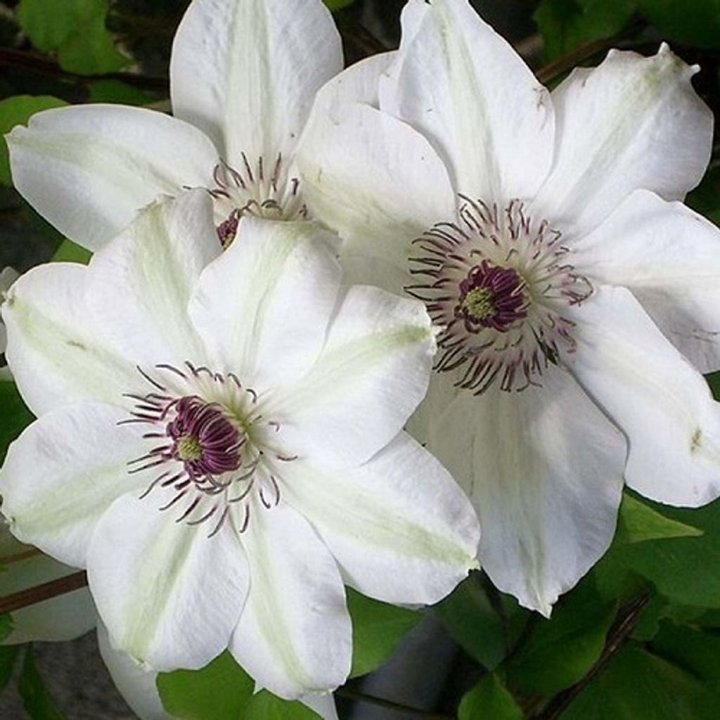 3 x Clematis Miss Bateman Kletterpflanzen: 3 kaufen/2 bezahlen - Weiß, Mehrjährig & Winterhart | 3 x 1,5 Liter Topf