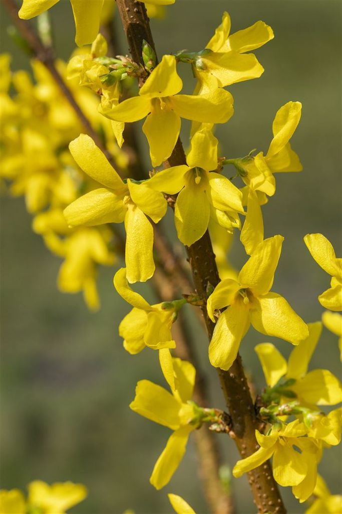 Forsythia 'Mindor' , Forsythie, leuchtend gelb, 60–80 cm