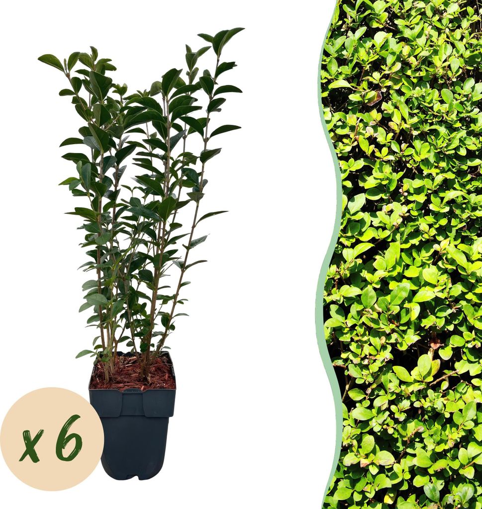 Heckenpflanzen - Ligustrum ovalifolium - Blatt grün - 6 Pflanzen - 1 laufender Meter - immergrün - 45-55cm - Ø18cm - Gartenpflanze