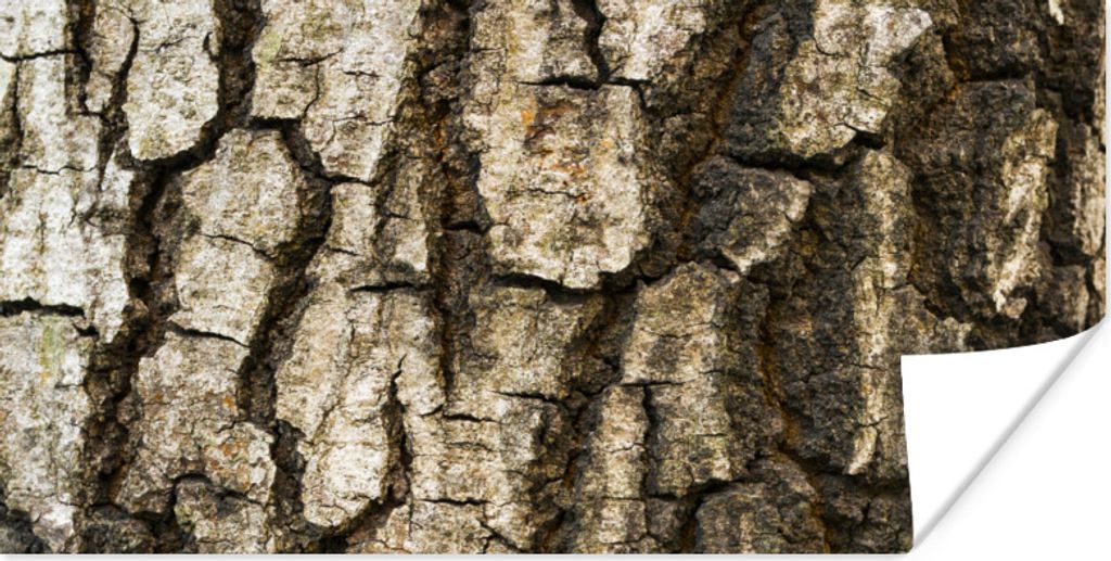 MuchoWow Poster Eine Nahaufnahme der Rinde eines Baumstamms 150x75 cm - ohne Rahmen