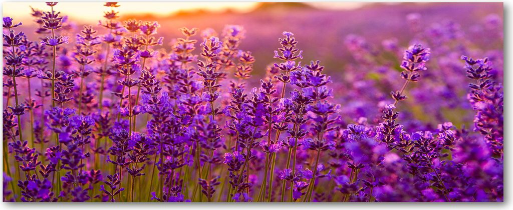 Tulup Küchenrückwand Spritzschutz aus Glas -125x50 -Spritzschutz auf gehärtetes Glas Deko Blumen & Pflanzen Lavendelfeld
