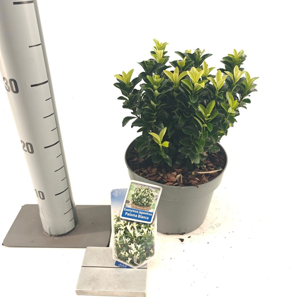 Euonymus jap. Paloma Blanca ('Lankveld03'PBR) - Spindelstrauch | 25-30 cm im Topf
