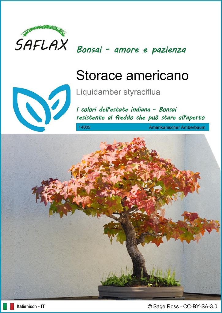SAFLAX  - Storace americano - 100 semi - Liquidamber Immagine del prodotto 