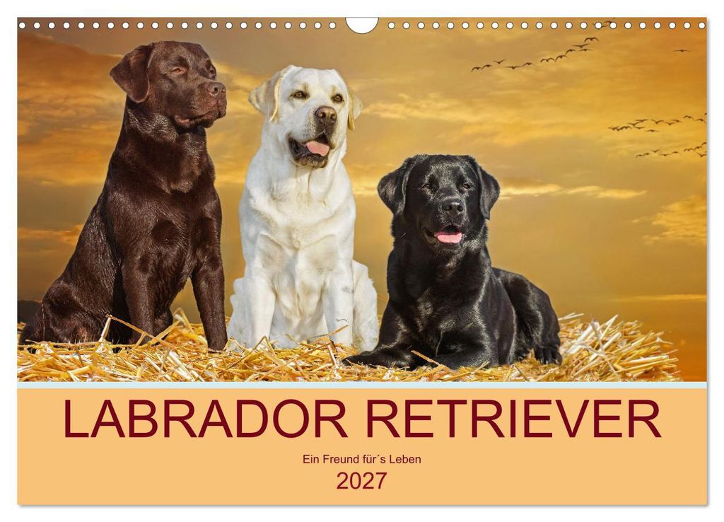 Labrador Retriever - Ein Freund für ́s Leben (Wandkalender 2027 DIN A3 quer), CALVENDO Monatskalender