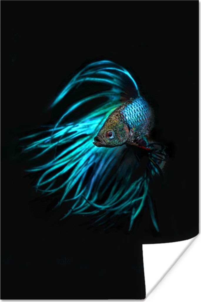 MuchoWow Poster Fisch - Schwanz - Schwarz 20x30 cm - Papierdruck