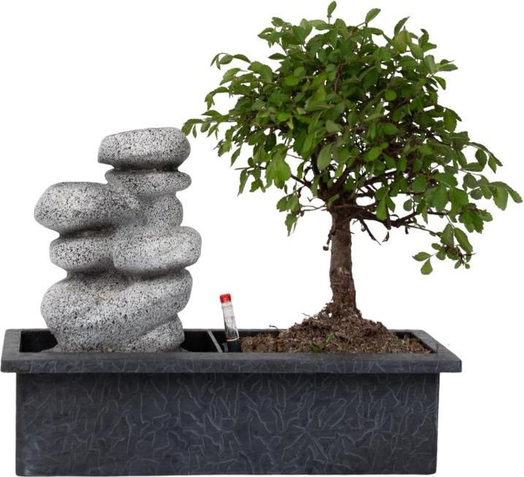 Bonsaibaume - Bonsai - Höhe 25-35cm - ⌀29cm Produktbild 