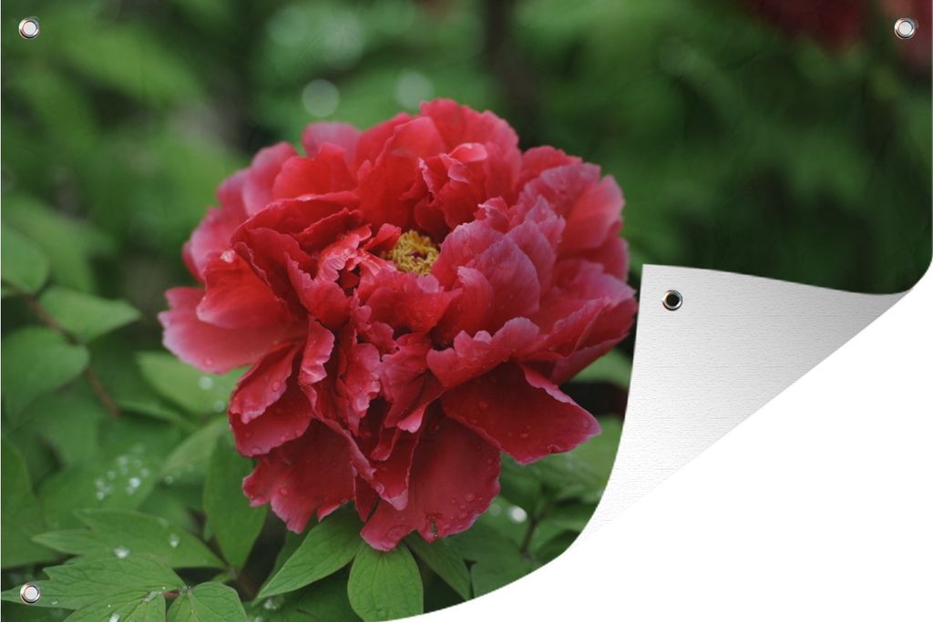 MuchoWow 90x60 cm Outdoor-Poster Gartendeko Sichtschutz Garten Poster für den Garten Eine rote Pfingstrose im Frühling