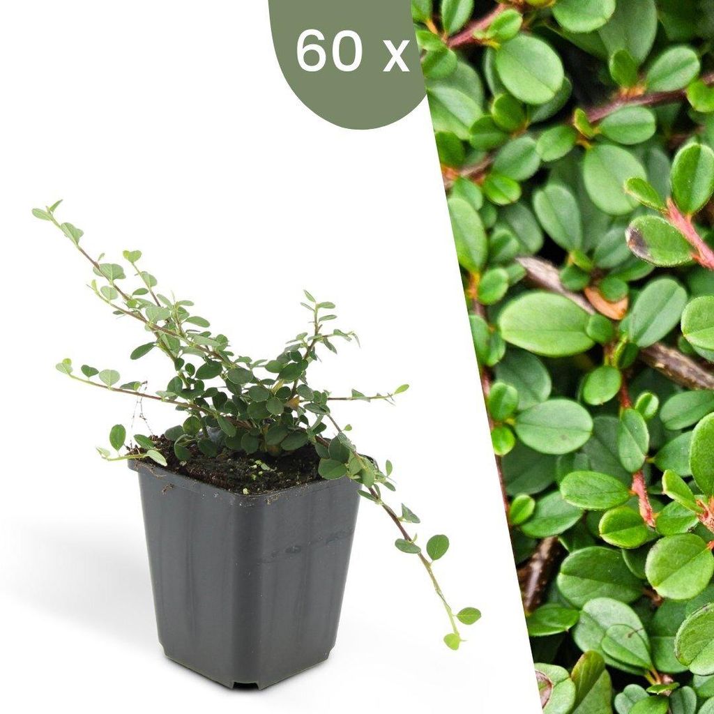 Plants by Frank | 60 Zwergmispel Pflanzen | Cotoneaster Produktbild 
