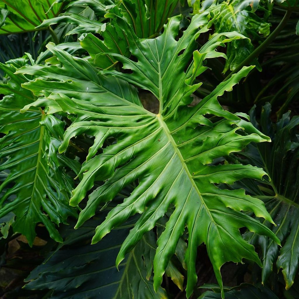 Filodendro arboreo (Thaumatophyllum bipinnatifidum)  - 20 Immagine del prodotto 