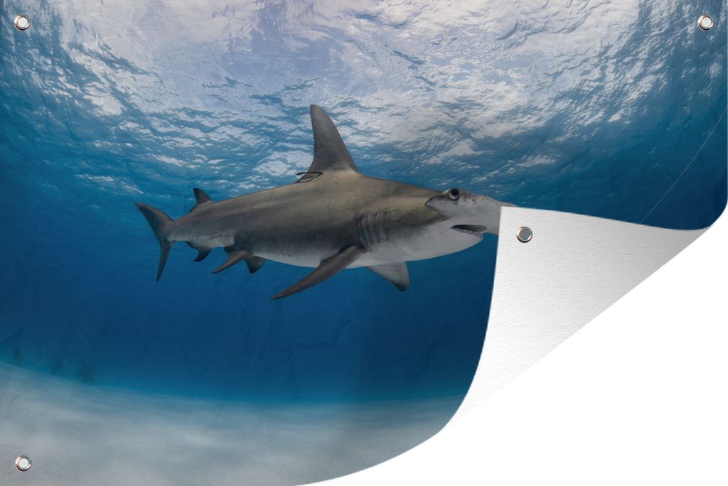 MuchoWow 60x40 cm Outdoor-Poster Gartendeko Sichtschutz Garten Poster für den Garten Ein Hammerhai in einem klaren Meer