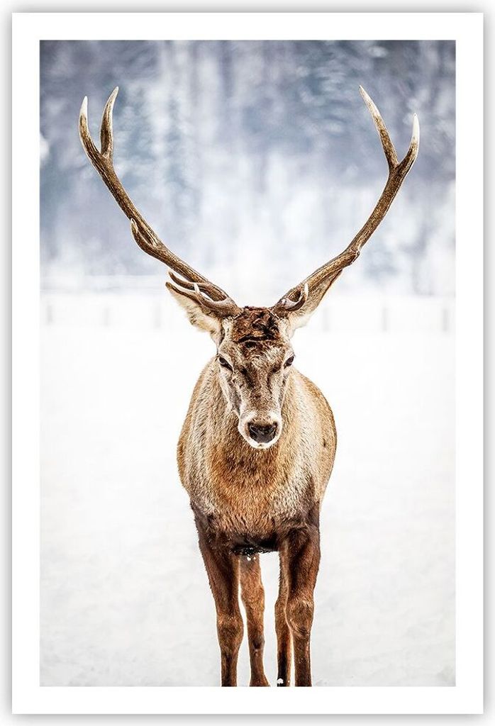 Poster - Poster ohne Rahmen - Hirsch Geweih Winter - 61x91,5 cm - Wand Bild - Wanddeko - Wandbilder - Kunstposter - Wandposter - Bilder - Kunstdruc...
