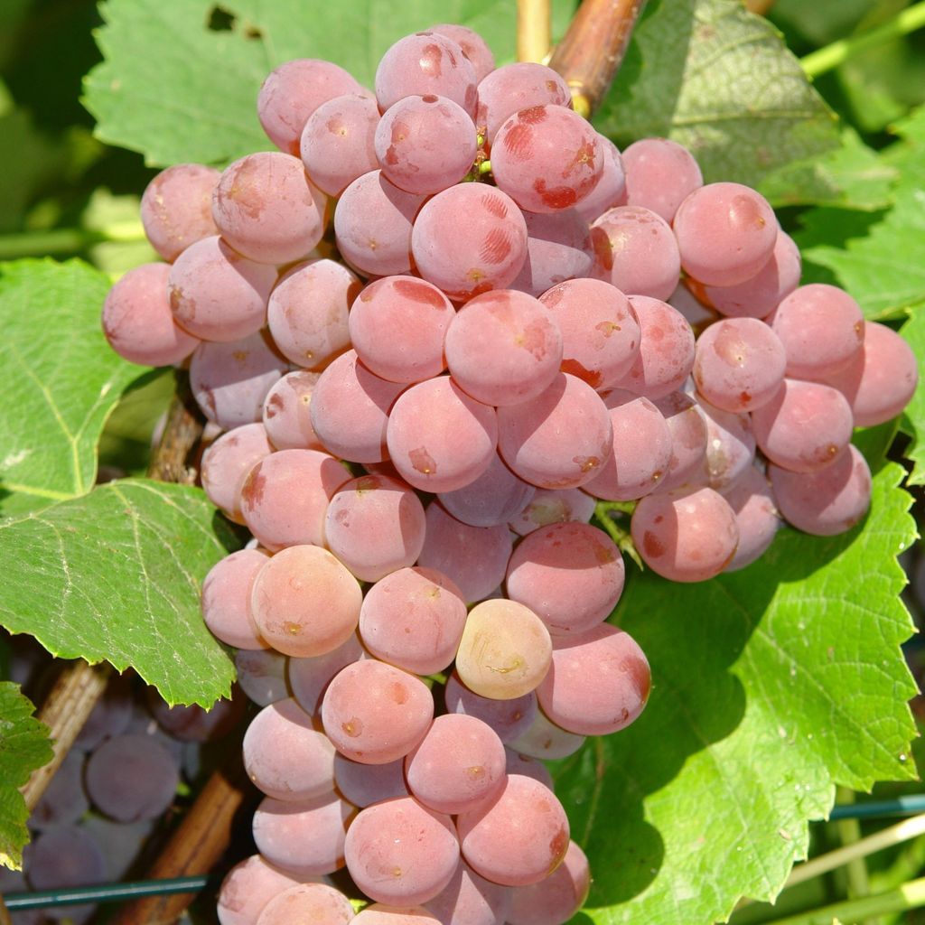 Vinná réva Einset Seedless 2L Obrázek produktu 