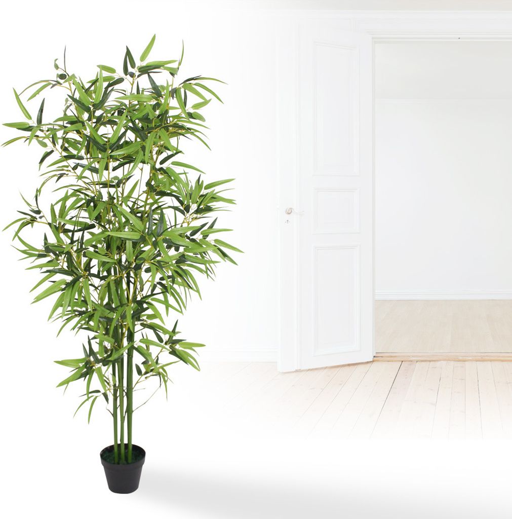 calathea stripestar Goeppertia Whitestar main image 0