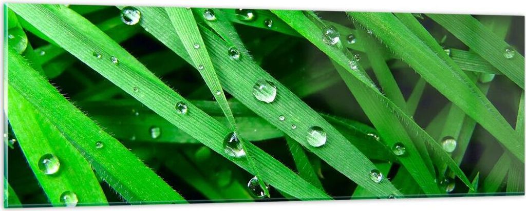 Bilder auf glas - Natur Gras Wasser Tropfen - 90x30cm - Glasbilder - Wandbilder - Kunstdruck - zum Aufhängen bereit - Wanddekoration aus Glas - Gl...
