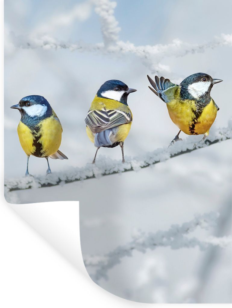 MuchoWow Wandtattoo Wandsticker Wandaufkleber Vogel - Kohlmeise - Winter - Schnee - Zweige 120x160 cm Selbstklebend und Repositionierbar - Wierde...