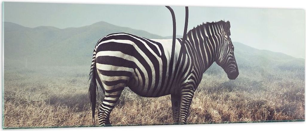 Bilder auf glas - Zebra Tier Wiese - 140x50cm - Glasbilder - Wandbilder - Kunstdruck - zum Aufhängen bereit - Wanddekoration aus Glas - Glas Bilde...