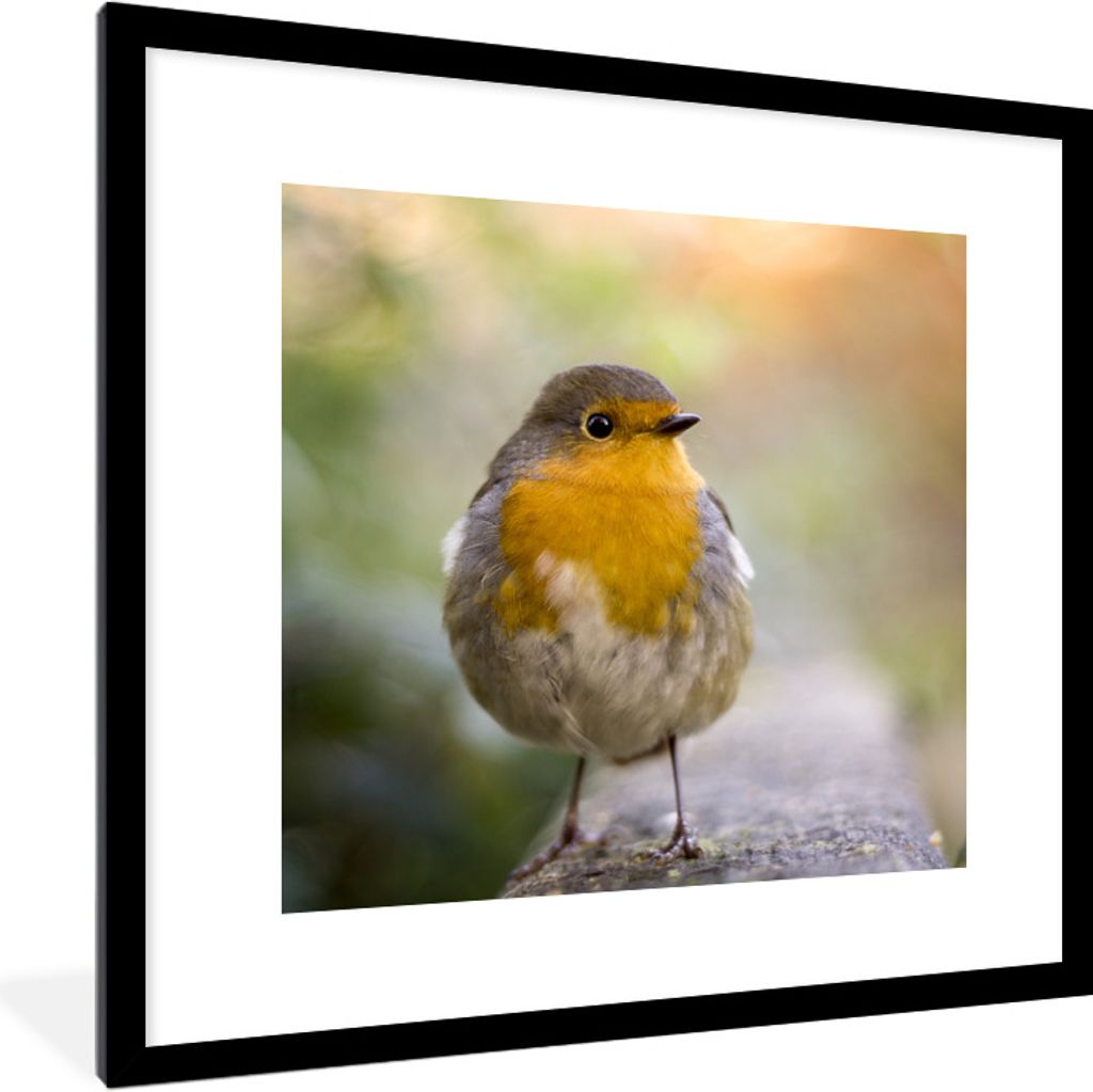 MuchoWow Gerahmtes Poster Vögel - Rotkehlchen - Baum 40x40 cm - Poster mit Schwarzem Bilderrahmen Wandposter Rahmen Foto Bilder - Poster - Plaka...