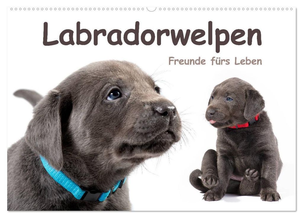 Labradorwelpen - Freunde fürs Leben (Wandkalender 2027 DIN A2 quer), CALVENDO Monatskalender