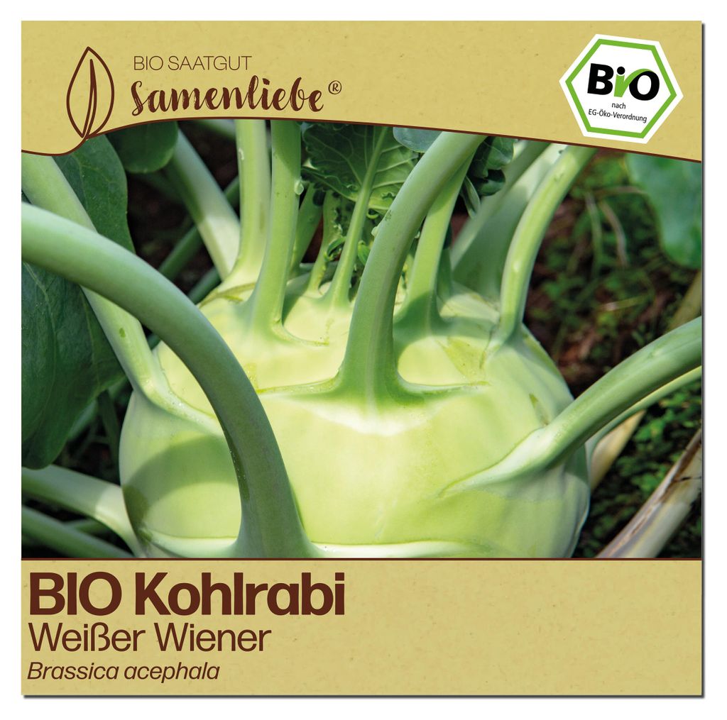 Samenliebe  Kohlrabi Samen | Weißer Wiener - frühe Sorte - Produktbild 