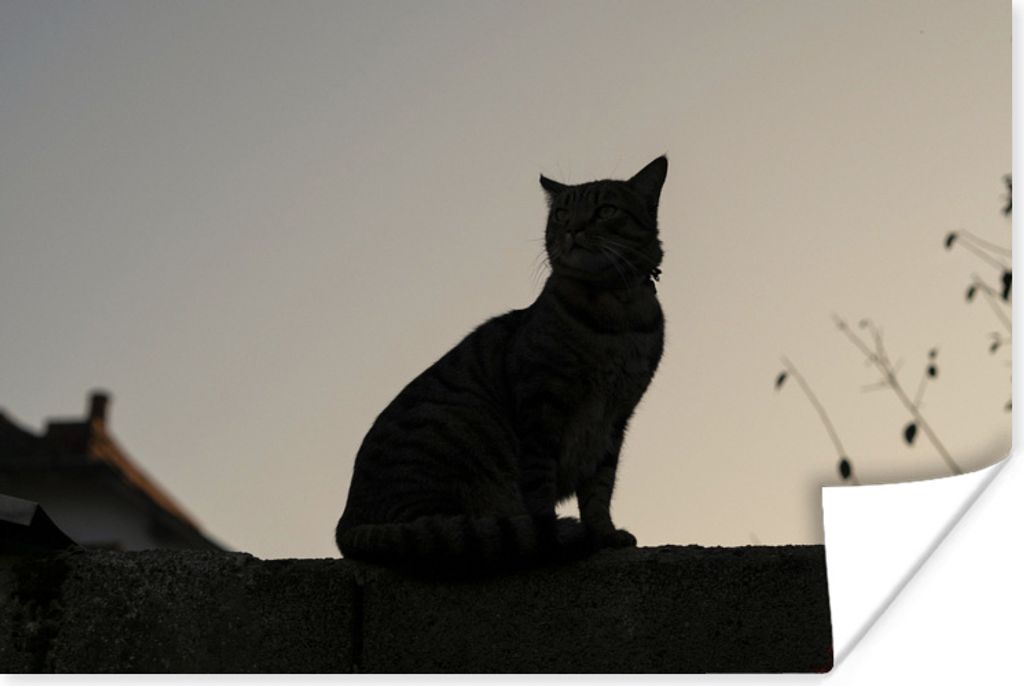 MuchoWow Poster Katze - Dunkelheit - Zaun 30x20 cm - Plakate - Print